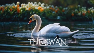 Camille SaintSaëns  The Swan Soothing Instrumental Music [upl. by Eisler]