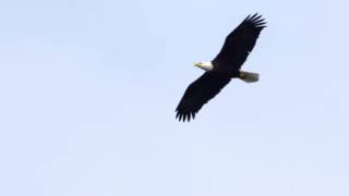 Bald Eagle Soaring [upl. by Mabel]