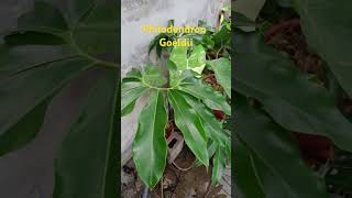 Philodendron Goeldii nature relaxing amazing music love gardening enjoy garden travel [upl. by Otrebogad615]