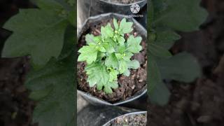 घरमै SEEDSबाट तयार गरेको गोदावरी Multiflora  shorts chrysanthemum [upl. by Rosabel]