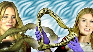 Do sharks clean their teeth  Earth Unplugged [upl. by Jarl96]