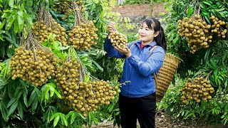 How to Harvest Longan goes To Market Sell  Harvesting and Cooking Tieu Vy Daily Life [upl. by Marinelli17]