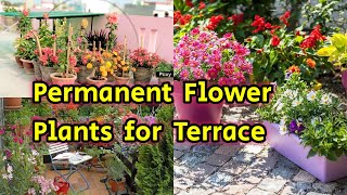 10 Most beautiful permanent flower plants for Terrace gardening [upl. by Doomham]