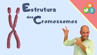 Estrutura dos Cromossomos [upl. by Lucilia]