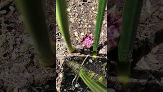 Flowering Cast Iron Plant Aspidistra elatior houseplants blooming [upl. by Mallis]