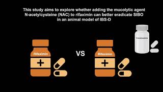 Low dose rifaximin with Nacetylcysteine is superior to rifaximin alone in a rat model of IBSD [upl. by Christenson]