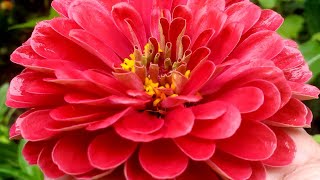 Harvesting Zinnia Seeds  Shorts [upl. by Tumer]