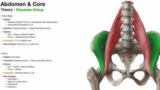 Posterior Abdominal Wall Part 1  Iliopsoas Psoas Major amp Iliacus [upl. by Jacquie]