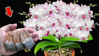 Put 1 Bag In The Root Orchids Bloom For A Year Without Fading [upl. by Parry]