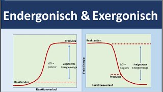 endergonisch vs exergonisch endergone und exergone Reaktionen Biologie Oberstufe [upl. by Sulienroc]