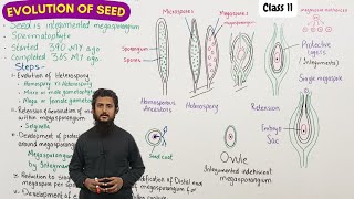 Evolution of seed [upl. by Arihsa]