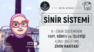 Sinir Sistemi 1  Sinir Sisteminin Yapı Görev ve İşleyişi  AYT Biyoloji  11 Sınıf Biyoloji [upl. by Sirron]