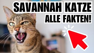 Savannah Katze🐈 Die wichtigsten Fakten  Katzenrasse [upl. by Samanthia]