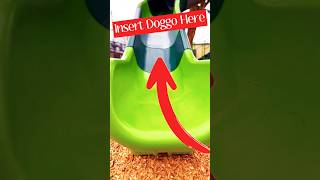 When Dogs Fancy The Slide dog youtubeshorts [upl. by Gurango]