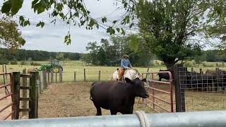 Cattle Sorting Pen work Fun [upl. by Bedad]