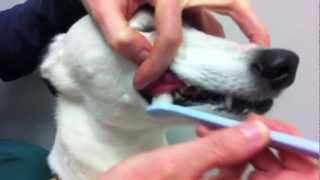 How To Brush Your Dogs TeethKingsbrook Animal Hospital [upl. by Angid]