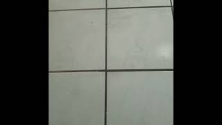 Tile and Grout [upl. by Esilrahc]