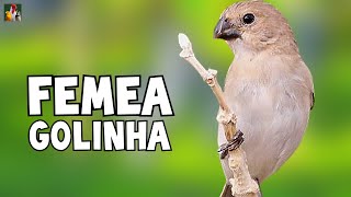 FÊMEA DE GOLINHA  Esquente Seu Golinha AGORA [upl. by Arotahs]