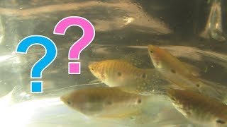 How To Tell Male and Female Gouramis Apart for Blue Gold Three Spot and Opaline Gouramis [upl. by Judenberg]