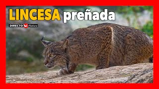 😻 Lincesa ibérica PREÑADA  Presa URGENTE [upl. by Bordy]