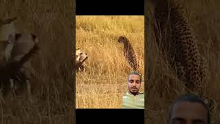 Animals attack cheeta shortvideos animals youtubeshorts treading wildanimals [upl. by Columbyne]