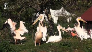 Vogelpark Niendorf [upl. by Iramaj297]