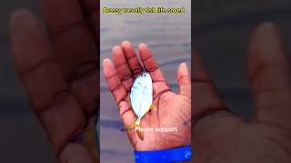 Brassy trevally fish life was saved arcade trendingytshortsviralvideo fish [upl. by Braynard]