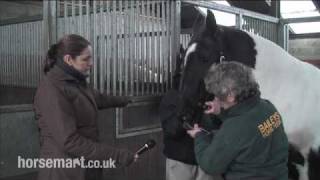 How to clip and trim a horses face [upl. by Kalie]