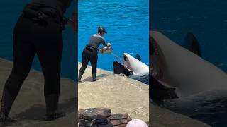 Whales love water too sandiego seaworld orca killerwhale whale [upl. by Geordie]