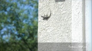 Western Fence Lizard Stops By The House For A Snack [upl. by Adleme]