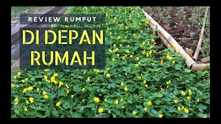 Review Rumput Arachis Pintoi di Depan Rumah  Watana Depok 6 [upl. by Nina]