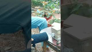 stingless bee farming shorts short youtubeshorts youtube [upl. by Isiad199]