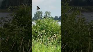 Cest son territoire 😮 Carouge à épaulettesRedwinged Blackbird Bon matin☀️ Good morning [upl. by Zilvia]