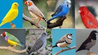 My Pet Birds  Parrots and Finches  Canary  Wildlife and Pets [upl. by Auliffe]