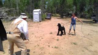 Slash the schutzhund poodle in protection phase Guard in the blind [upl. by Stubstad]