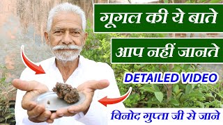 गूगल की ये बाते आप नहीं जानते  Detailed Video on Guggul Gugal Plants in Hindi  Benefits Care [upl. by Tavish]