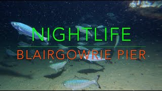 MARINE NIGHTLIFE Blairgowrie Pier Port Phillip Bay [upl. by Lennod]