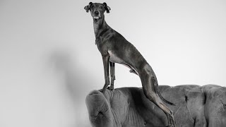 Training Your Italian Greyhound Puppy 8 Tips for Success [upl. by Seldan99]