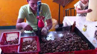 Thailand  Removing Shells From Cashew Nuts [upl. by Howe]