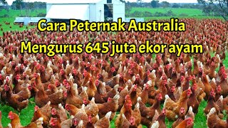 Bagaimana cara peternak Australia mengurus 645 juta ekor ayam dan menghasilkan 6 miliar butir telur [upl. by Enilreug]