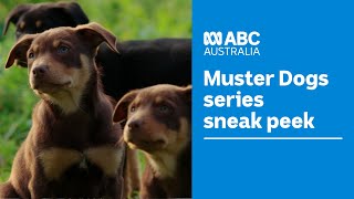 A sneak peek at the new Muster Dogs series  Muster Dogs  ABC Australia [upl. by Ycram]