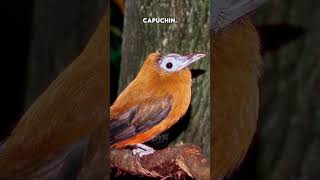 Scariest Bird Sounds  Terrifying Bird Calls in the World🥶😱 [upl. by Frost]