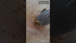 Jumping fleas 🪳 facts funfacts animals nature naturefacts shorts factsinhindi hindi [upl. by Tullus]