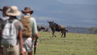 Asilia Adventures The Mara Naboisho Conservancy  Asilia Africa [upl. by Merril598]