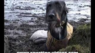 Gundogs working wildfowling dogs retrieving geese [upl. by Annodal]