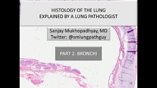 Histology of the lung explained by a lung pathologist Part 2 bronchi [upl. by Brandea]