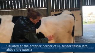 Lymph node palpation in ruminants [upl. by Chancelor]