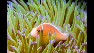 Pink Anemonefish  Amphiprion perideraion [upl. by Chantalle988]