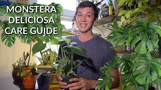 Monstera Deliciosa Care Guide 🌿 EVERYTHING YOU NEED TO KNOW [upl. by Gschu]