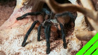 Rehousing Feisty Tarantulas Monocentropus balfouri Communal [upl. by Simona]